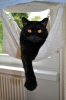 Loris_1
