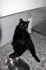 Loris_2